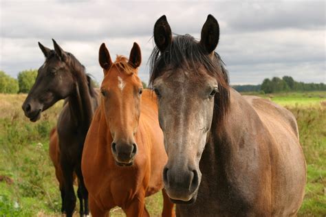 sborrate di cavallo